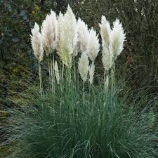 Pampas Grass